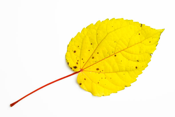 Autumn leaf isolated on white with clipping path.