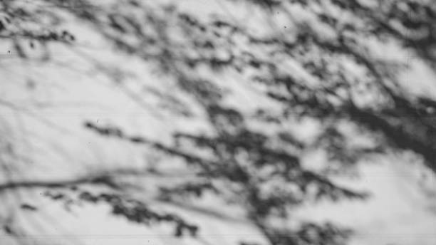 istock Black and White abstract background textuer of shadows leaf on a concrete wall 1195838382