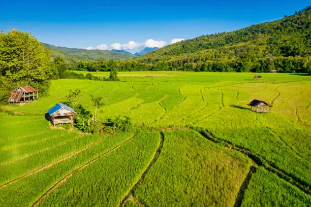 Drone point of view over typical agriculture rice terrace field with rice farmring wooden stilt huts in a valley between the rolling landscape in the natural hill landscape of Laos. Pak Ou -Luang Prabang Area, Laos, South-East Asia.