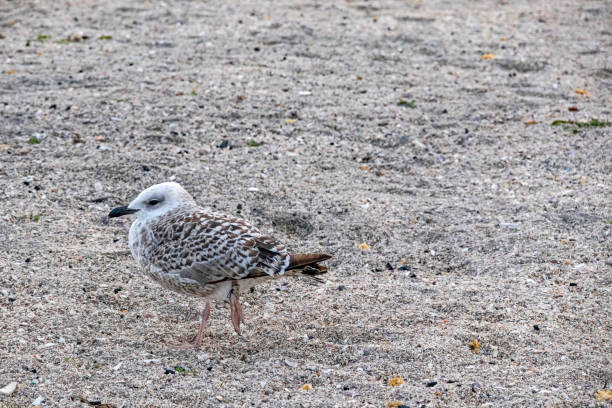 istock seagull on one leg in sand 1195844185