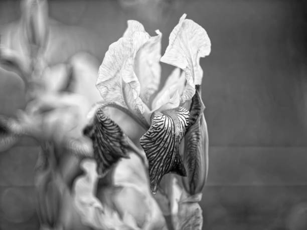 istock iris flowers in the garden 1195845792