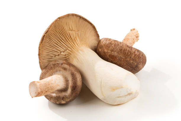 istock Shitake, eringi  tasty mushroom isolated on white background. 1195849072