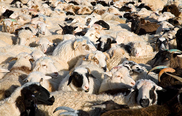 羊の群ミックスしたヤギ - sheep fence zoo enclosure ストックフォトと画像