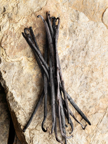 Vanilla Beans, Vanilla dry fruit,Dried Herbs and Spices: Vanilla, Vanilla,  Background, Cut Out, Plant Pod,stone,Studio Shot, Spice,Brown,
Dry, Healthcare And Medicine, Medicine, vanilla orchid stock pictures, royalty-free photos & images