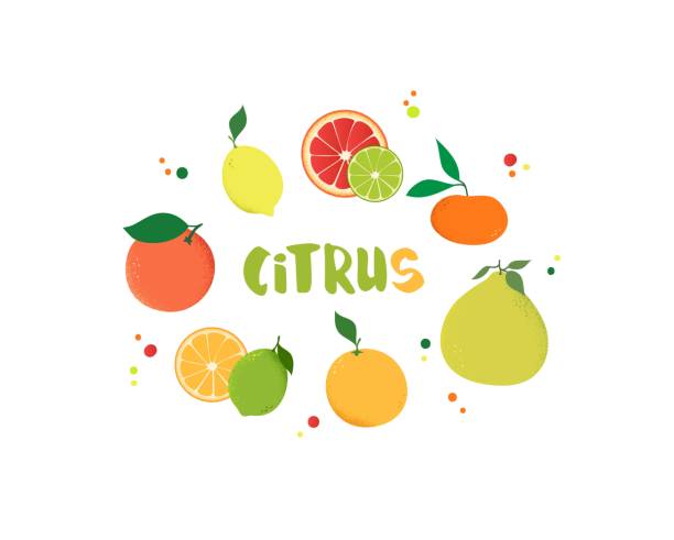 白い背景に分離された柑橘類の果実。 - orange white illustrations点のイラスト素材／クリップアート素材／マンガ素材／アイコン素材