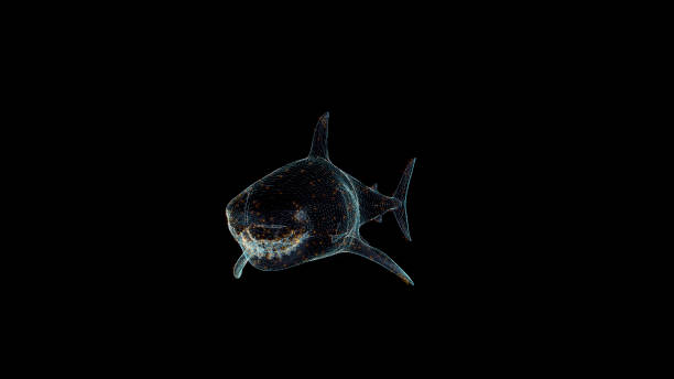 istock Shark Hologram Wireframe. Nice 3D Render on a black background 1195862158
