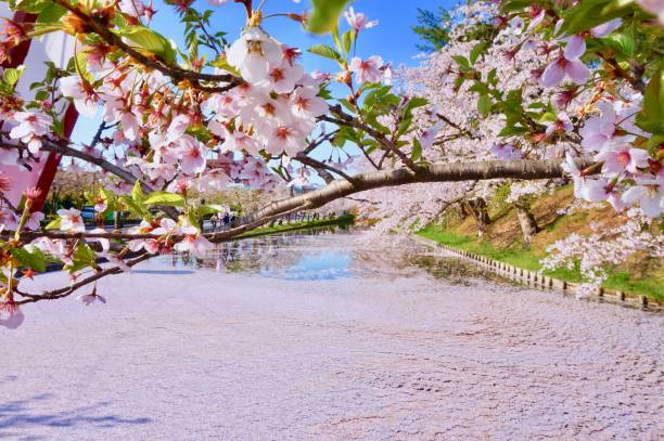 桜の花びらが落ちた川 - wooden raft ストックフォトと画像