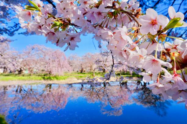 cherry blossoms reflected on the water surface - balsa tree imagens e fotografias de stock