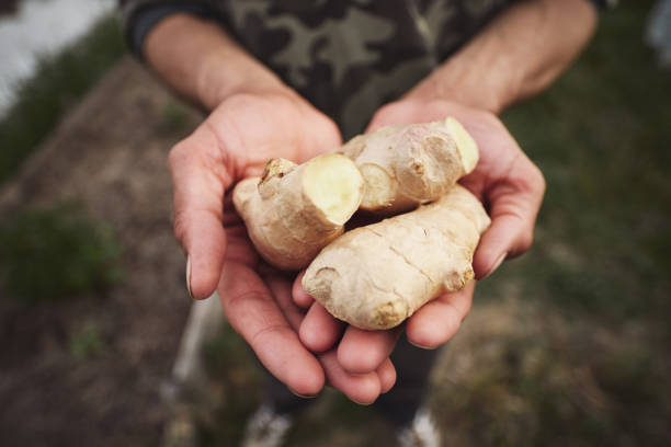 Man planting ginger in his spring garden. Young Caucasian man planting ginger in his spring garden. man holding earth stock pictures, royalty-free photos & images