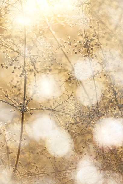 istock dried frozen plants at bright sunset 1195866844