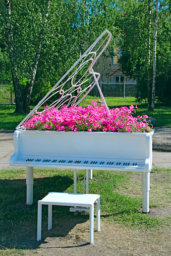 Piano with notes and petunia blossoming within. Flowers of red petunias growing within grand piano outdoor. Keyboard musical instrument. Original landscape design in city street. Music concept