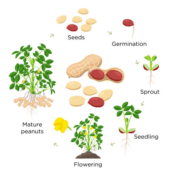 erdnusswachstum inszeniert vektor-illustration in flachem design. pflanzprozess der erdnusspflanze. erdnuss-lebenszyklus vom samen bis zur blühenden und fruchttragenden pflanze isoliert auf weißem hintergrund. - peanut nutshell plant white background stock-grafiken, -clipart, -cartoons und -symbole