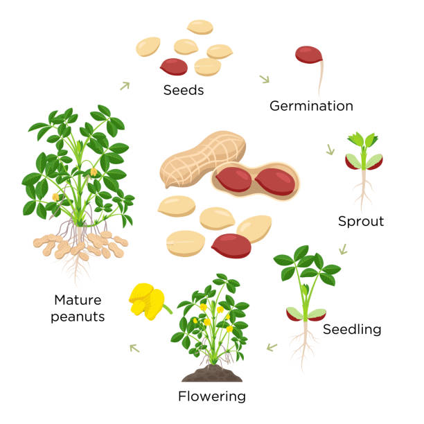 tahap pertumbuhan kacang ilustrasi vektor dalam desain datar. proses penanaman tanaman groundnut. siklus hidup kacang dari biji ke tanaman berbunga dan berbuah terisolasi pada latar belakang putih. - peanut crop ilustrasi stok