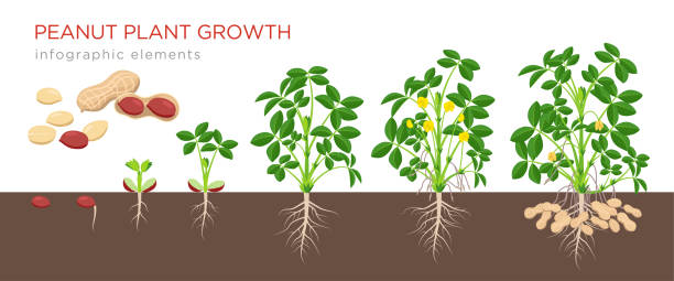 ilustrações, clipart, desenhos animados e ícones de ilustração do vetor crescente dos estágios do amendoim no projeto liso. processo de plantio de planta de amendoim. crescimento do amendoim da semente à planta de florescência e fruta-rolamento isolada no fundo branco. amendoins maduros. - ground nuts