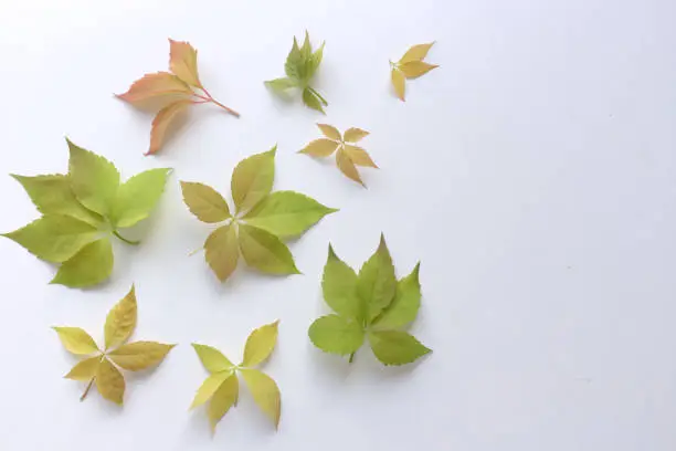 Photo of Leaf of girlish grapes , Parthenocissus quinquefolia, known as Virginia creeper, Victoria creeper, five-leaved ivy, or five-finger, isolated on white background. Top view. Flat lay. Autumn composition