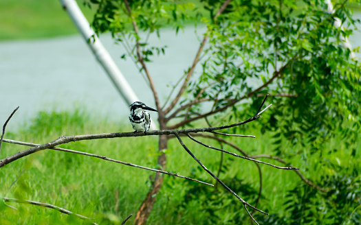 Pied kingfisher water bird (Ceryle rudis) with white black plumage crest and large beak spotted on tree branch in coastal area perching hovering for catch of fish. Nal Sarovar Bird Sanctuary Gujarat India