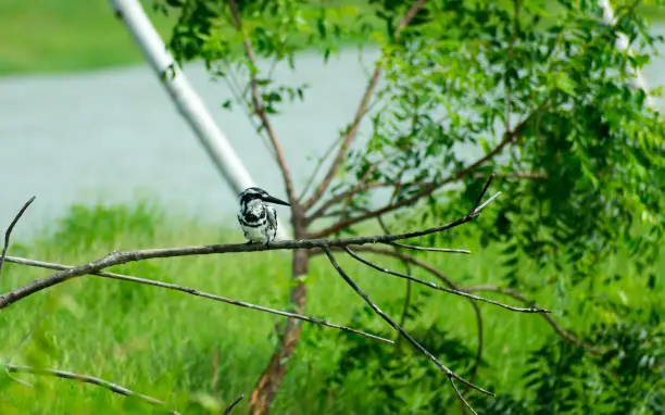 Pied kingfisher water bird (Ceryle rudis) with white black plumage crest and large beak spotted on tree branch in coastal area perching hovering for catch of fish. Nal Sarovar Bird Sanctuary Gujarat India