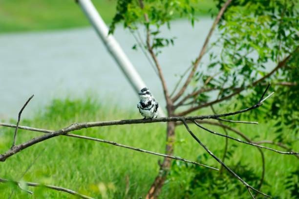Pied kingfisher water bird (Ceryle rudis) with white black plumage crest and large beak spotted on tree branch in coastal area perching hovering for catch of fish. Kutch Bustard Sanctuary Gujarat India