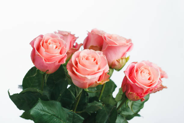 istock pink roses bouquet, white background 1195870648