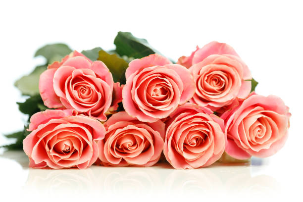 istock bunch of pink roses, white background 1195870696