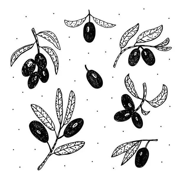 Vector illustration of Olive branch, olive fruit doodle vector clipart.