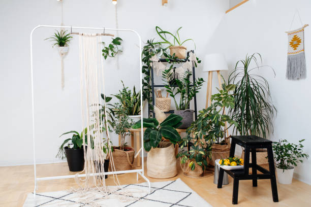 istock Setting for macrame weaving inside a bright home greenhouse 1195874339