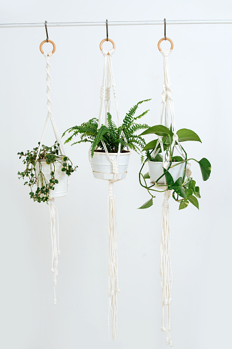 Three potted plans handing on a macrame pot holders in front of a while wall in a bright room.