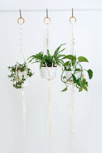 Three potted plans handing on a macrame pot holders in front of a while wall Three potted plans handing on a macrame pot holders in front of a while wall in a bright room. coathanger photos stock pictures, royalty-free photos & images