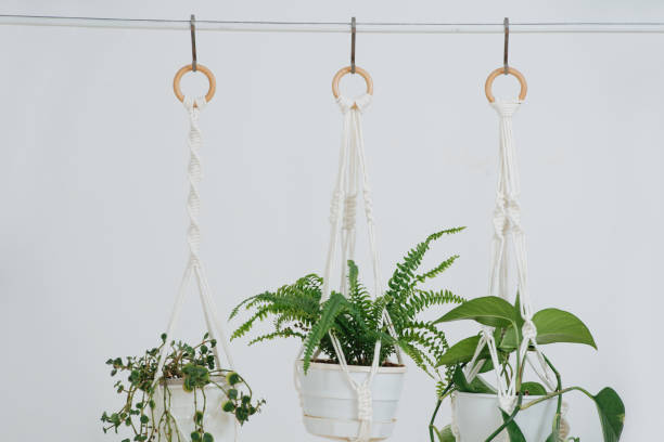 Close up of rope-hanging potted plans in front of a while wall Three potted plans handing on a macrame pot holders in front of a while wall in a bright room. Close up. macrame photos stock pictures, royalty-free photos & images