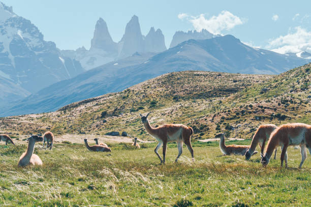 istock Guanacos in Torres del Paine 1195875508