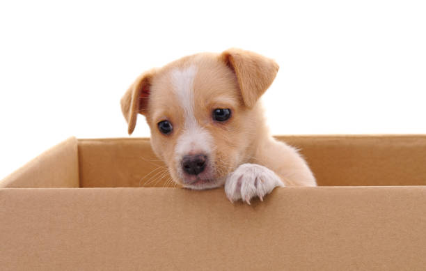 istock Brown puppy in a box. 1195876318
