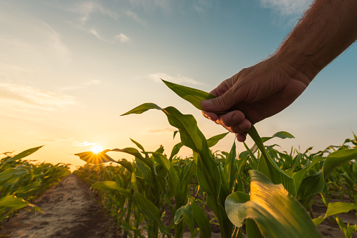 Farmer is examining corn crop plants in sunset