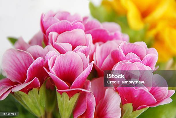 Photo libre de droit de Rose Et Jaune Fleurs De Printemps Fond Naturel banque d'images et plus d'images libres de droit de Arbre en fleurs - Arbre en fleurs, Beauté de la nature, Botanique