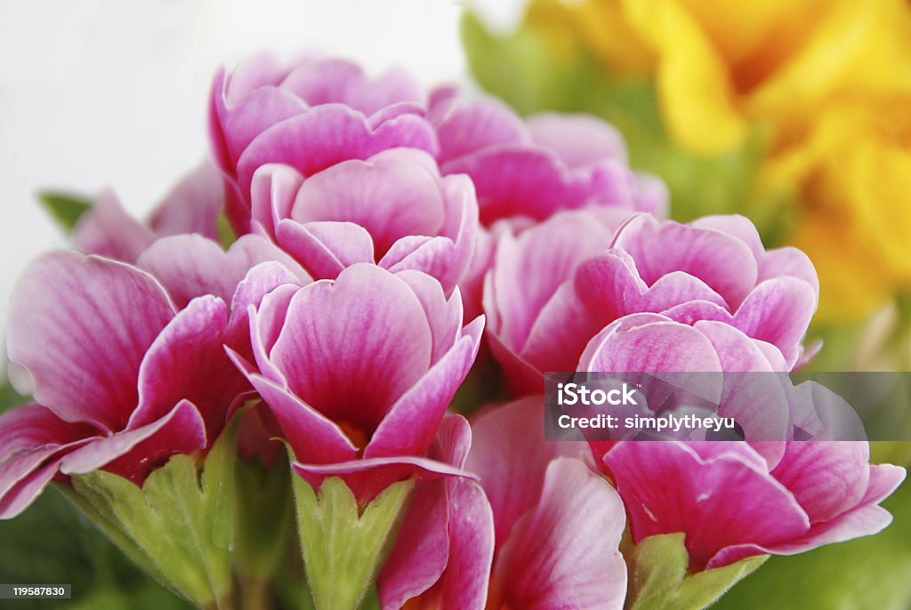 핑크 옐로우 연두빛 꽃 자연 백그라운드 - 로열티 프리 0명 스톡 사진