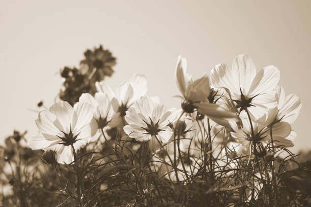 istock Cosmos flowers retro style decorate with brown color 1195880133