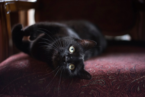 Gato Negro Juguetón Acostado en la Silla photo