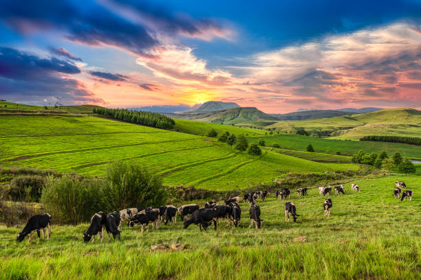 istock Cows grazing in drakensberg valley 1195882888