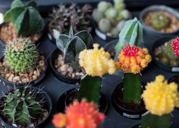 istock Blossoming cacti Pot colorful cacti 1195883214