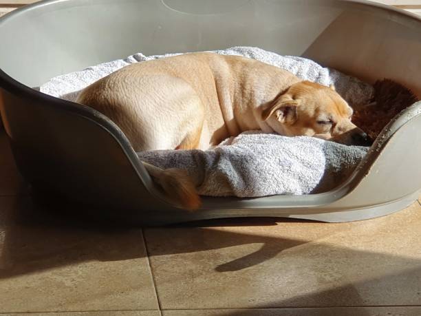 istock Pet sunbathes and rest peacefully 1195884297