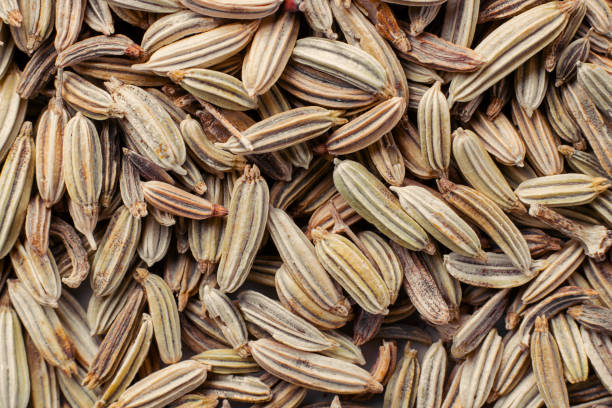 raw dry fennel seeds, spice for cooking, baking and flavouring desserts. background for desing about gastronomy and cuisine. horizontal. macro. - ingredient fennel food dry imagens e fotografias de stock