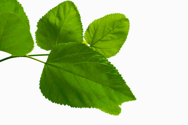 istock Mulberry green  leaves bright and clean color on isolate background 1195884385