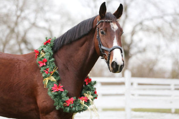 dreamy christmas image of a saddle horse wearing beautiful holiday wreath - winter snow livestock horse imagens e fotografias de stock