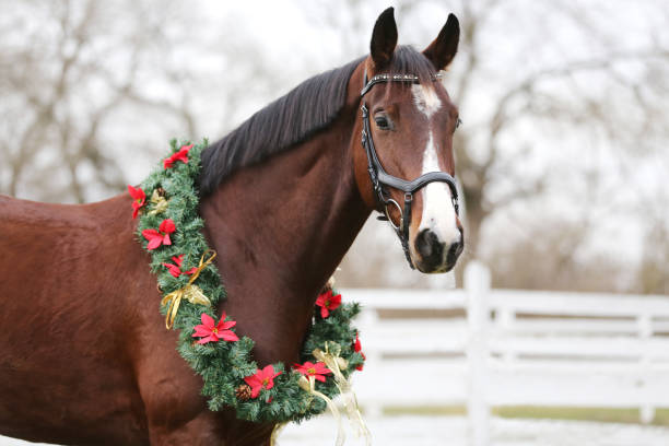мечтательный рождественский образ седла лошадь носить красивый праздничный венок - winter snow livestock horse стоковые фото и изображения