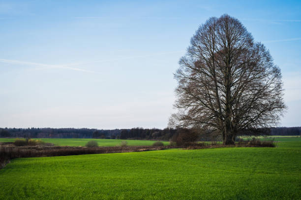 istock Green meadow with a big tree under a blue sky sunny day 1195886094
