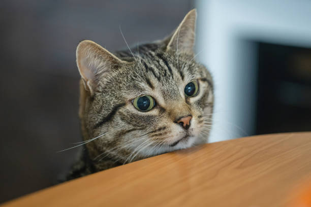 istock A chubby cat with big eyes looks at the table 1195886153