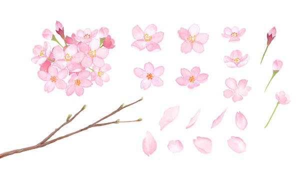 illustrations, cliparts, dessins animés et icônes de fleurs de source : ensemble d'éléments de fleur de cerisier-illustration d'aquarelle - pétale illustrations
