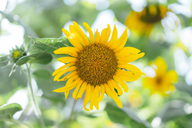 Beautiful yellow sunflower in summer Beautiful yellow sunflower in summer sunflower star stock pictures, royalty-free photos & images