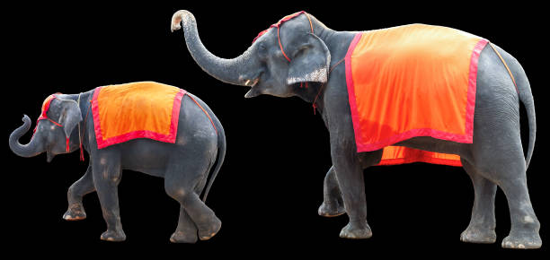 Indian elephant and baby elephant isolated on black background. Asian elephant.