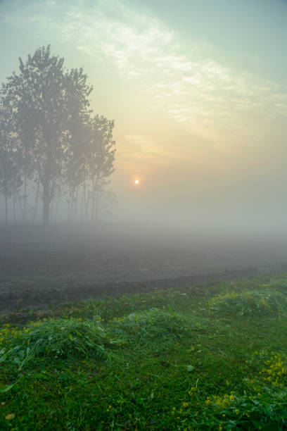 Foggy Winter Morning View Of Rural India Stock Photo - Download Image Now -  Agricultural Field, Agriculture, Atmospheric Mood - iStock