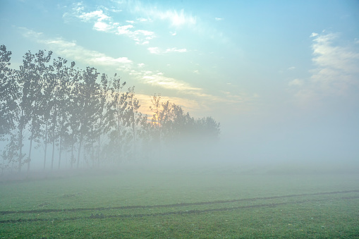foggy morning view of mustard  field in rural India in winters